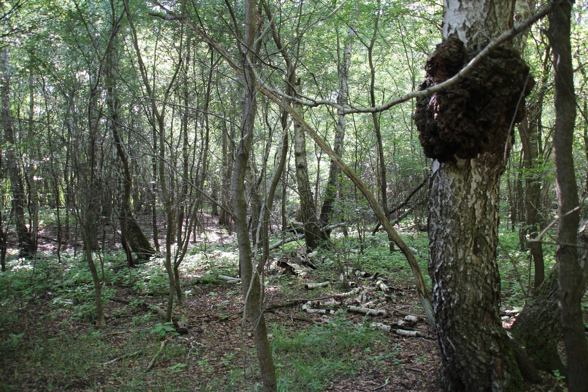 n_2014_07_12_Hirtenfliess_8143.jpg