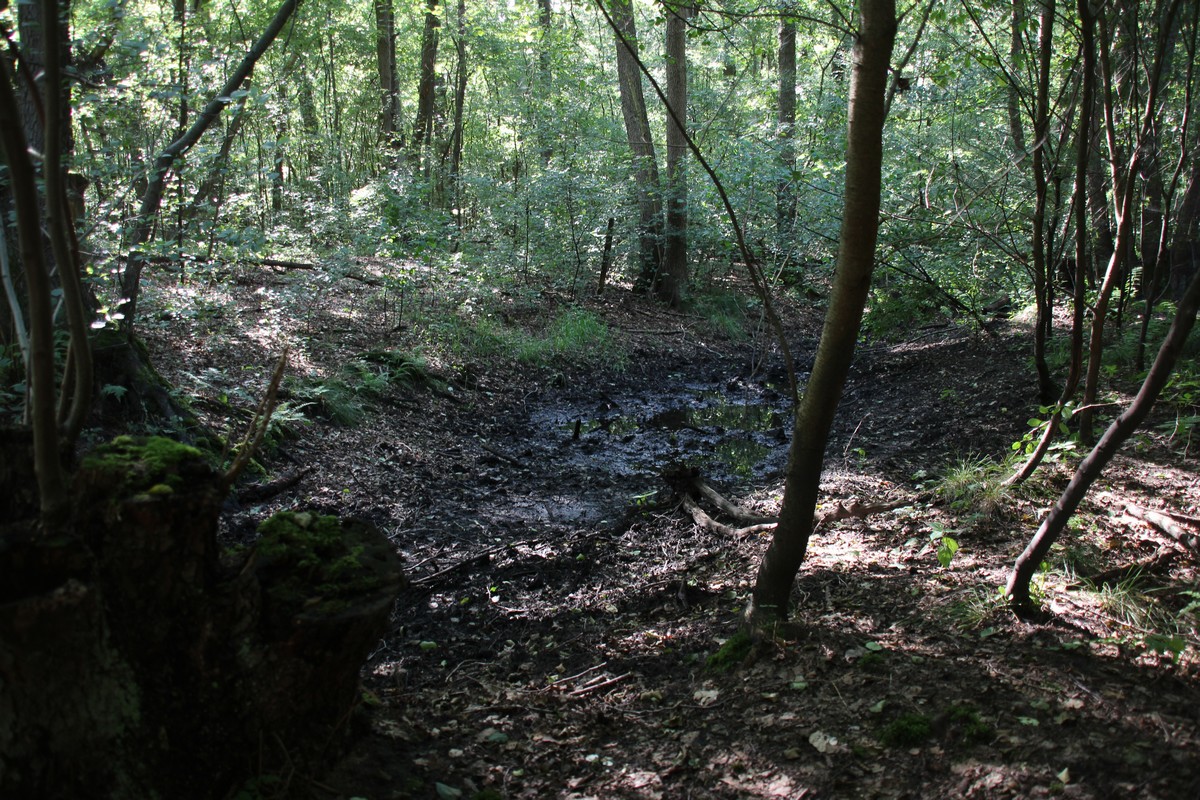 n_2014_07_12_Hirtenfliess_8260.jpg