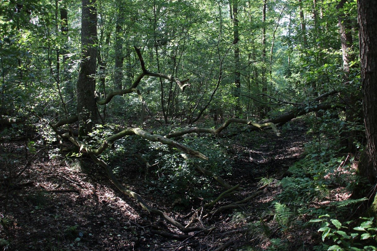n_2014_07_12_Hirtenfliess_8266.jpg