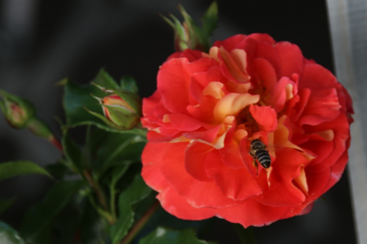 n_2018_06_09_Rosenfest_0016_crop.jpg