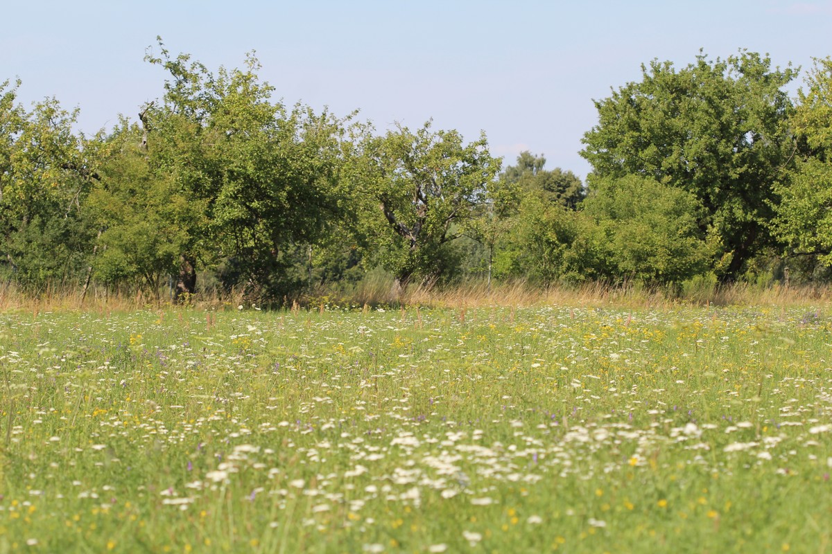 n_2015_07_24_Schulzendorfer_Schlosswiesen_199.jpg