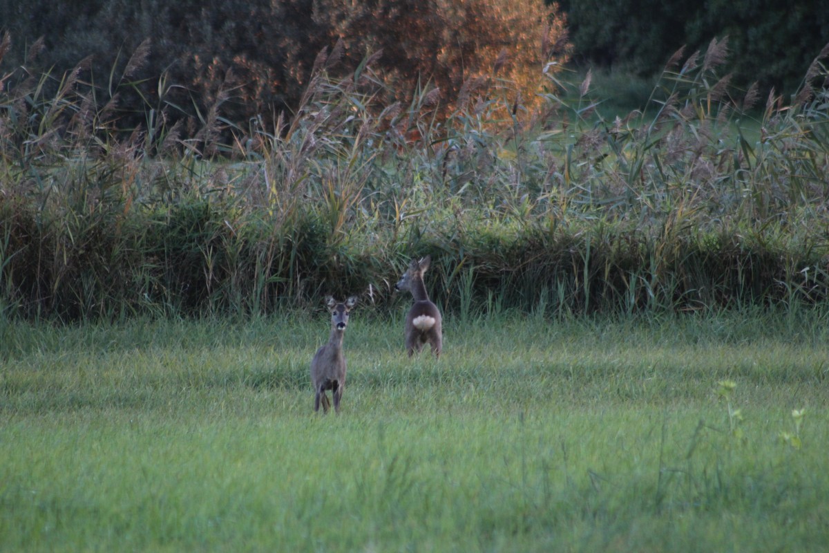 n_2015_10_11_Schulzendorfer_Wiese_09.jpg