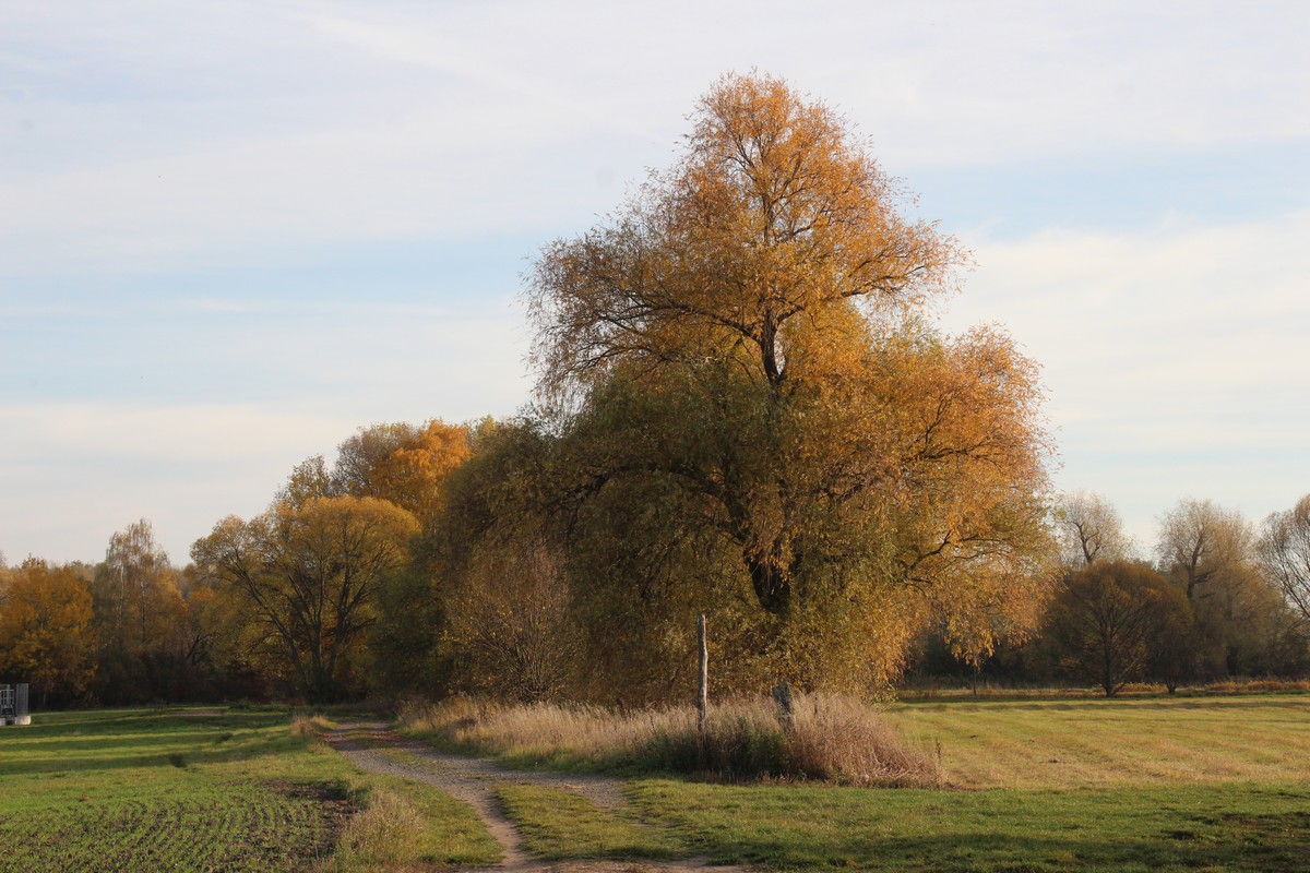 n_2015_11_01_Schulzendorfer_Schlosswiesen_486.jpg