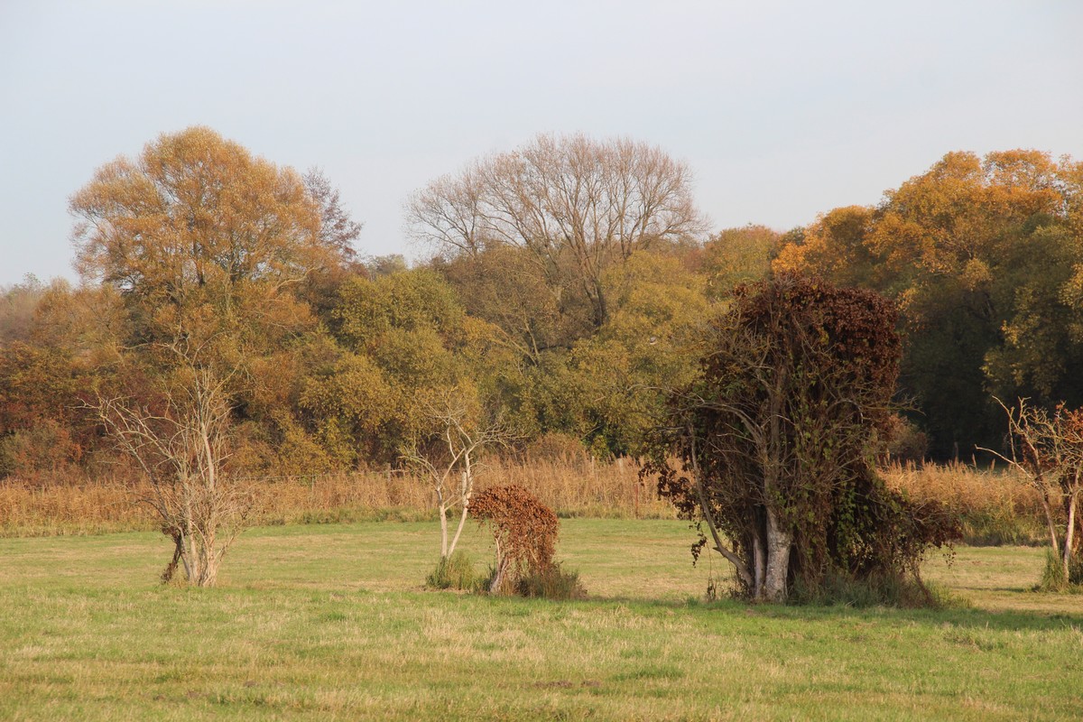 n_2015_11_01_Schulzendorfer_Schlosswiesen_552.jpg