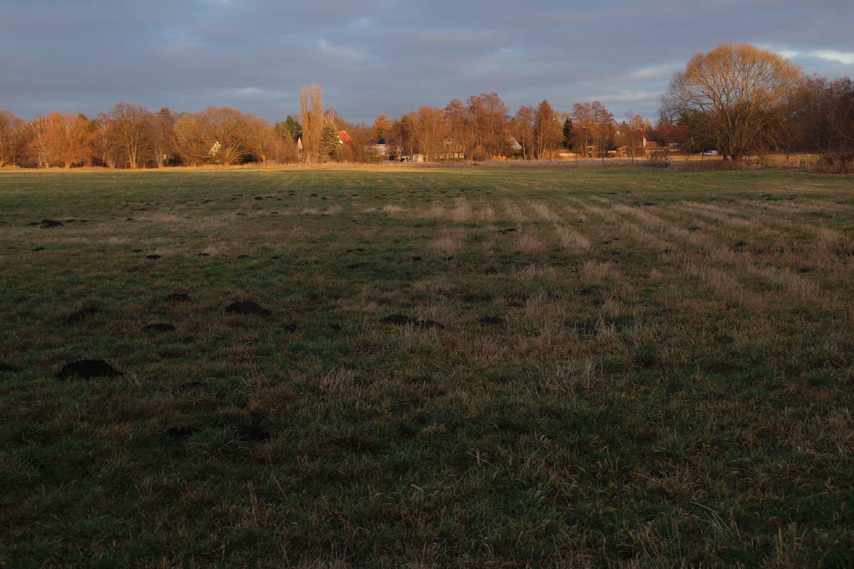 n_2015_12_28_Schulzendorfer_Schlosswiesen_121.jpg