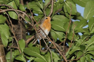 2015_07_07_Rotkehlchen_495.jpg