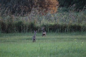 2015_10_11_Schulzendorfer_Wiese_09.jpg