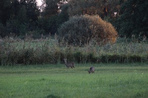 2015_10_11_Schulzendorfer_Wiese_30.jpg