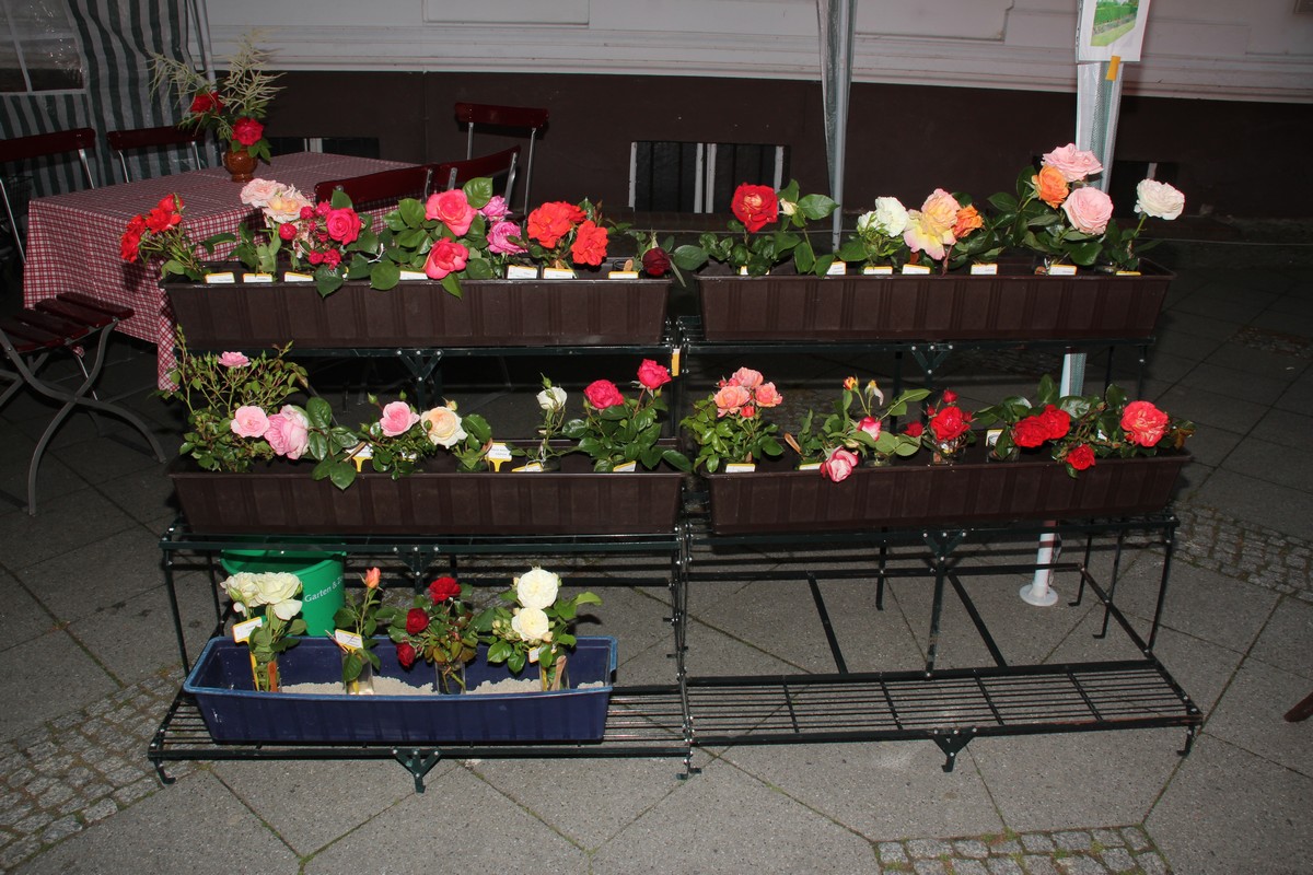 n_Eichwalde_2017_06_10_Rosenfest_0436.jpg
